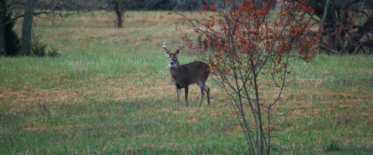 Hombre de Kentucky gana $1.1 millones en la lotería en línea mientras cazaba ciervos