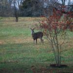 Hombre de Kentucky gana $1.1 millones en la lotería en línea mientras cazaba ciervos