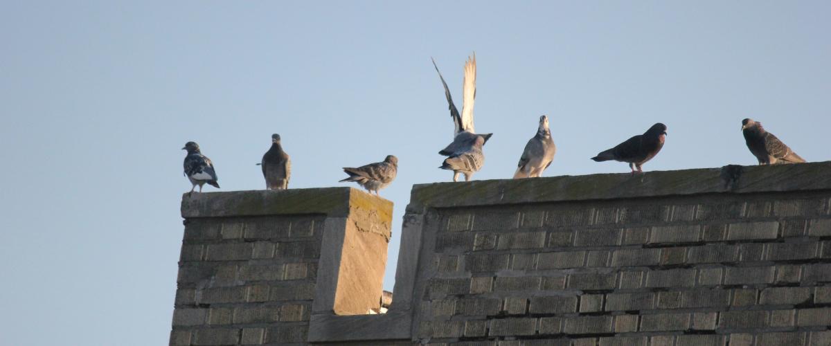 ¿Un buen augurio? Un choque de pájaro precedió al ganador de la lotería de NJ de $90 millones en el premio gordo de Mega Millions