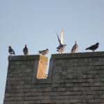 ¿Un buen augurio? Un choque de pájaro precedió al ganador de la lotería de NJ de $90 millones en el premio gordo de Mega Millions